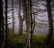 ti porter la carezza della nebbia e lo sciamare dei miei pensieri.jpg